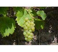Grape Vine Vitis Vroege Van Der Laan Extra Large 6-7ft Tall in 10L Pot Direct Plants Multi One Size