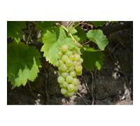 Grape Vine Vitis Vroege Van Der Laan Extra Large 6-7ft Tall in a 10 Litre Pot