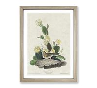 Grass Finch Bird By John James Audubon Vintage Framed Print | A4 Oak Framed Wall Art | Ready to Hang | Classic Nature Picture | Living Room Bedroom Lounge Office