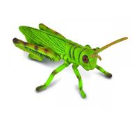 Grasshopper