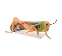 Grasshopper Anatomy Model Pvc Insect Teaching Aid for Lab