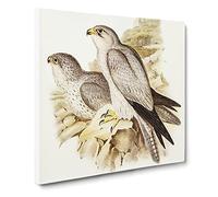 Gray Falcons by Elizabeth Gould Canvas Print | Gallery Wrapped 30mm Frame Wall Art | 20x20 inches | Ready to Hang | Retro Picture | Living Room Bedroom Lounge Office