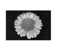 Gray Gerbera Dark-toned Flowering Plants Canvas Poster Bedroom Decor Landscape Office Room Decor Gift 12x18inch(30x45cm)