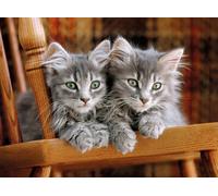 Gray Kittens on the chair
