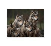 Gray wolf pack in the forest，Puzzle 1000 Pieces Jigsaw Puzzles for Adults and Child（75x50cm）-S65