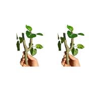 Greabuy 2Pcs Realistic Climbing Accessories for Small Reptiles Hermit Crabs Crested Geckoes Natural Exercise Decoration Terrariums Decoration