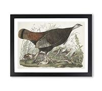 Great American Hen By John James Audubon Vintage Framed Print | A3 Black Framed Wall Art | Ready to Hang | Classic Nature Picture | Living Room Bedroom Lounge Office