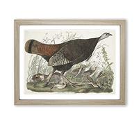 Great American Hen By John James Audubon Vintage Framed Print | A3 Oak Framed Wall Art | Ready to Hang | Classic Nature Picture | Living Room Bedroom Lounge Office
