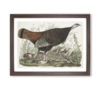 Great American Hen By John James Audubon Vintage Framed Print | A4 Walnut Framed Wall Art | Ready to Hang | Classic Nature Picture | Living Room Bedroom Lounge Office