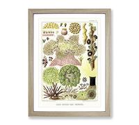 Great Barrier Reef Anemones By W. Saville Kent Vintage Framed Wall Art Print, Ready to Hang Picture for Living Room Bedroom Home Office Décor, Oak A3 (34 x 46 cm)
