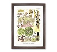 Great Barrier Reef Anemones By W. Saville Kent Vintage Framed Wall Art Print, Ready to Hang Picture for Living Room Bedroom Home Office Décor, Walnut A3 (34 x 46 cm)
