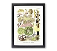 Great Barrier Reef Anemones By W. Saville Kent Vintage Framed Wall Art Print, Ready to Hang Picture for Living Room Bedroom Home Office Décor, Black A3 (34 x 46 cm)
