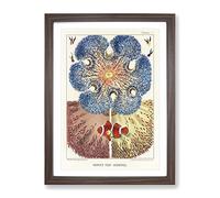 Great Barrier Reef Anemones I By W. Saville Kent Vintage Framed Wall Art Print, Ready to Hang Picture for Living Room Bedroom Home Office Décor, Walnut A3 (34 x 46 cm)