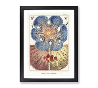 Great Barrier Reef Anemones I By W. Saville Kent Vintage Framed Wall Art Print, Ready to Hang Picture for Living Room Bedroom Home Office Décor, Black A3 (34 x 46 cm)
