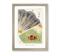 Great Barrier Reef Anemones Ii By W. Saville Kent Vintage Framed Wall Art Print, Ready to Hang Picture for Living Room Bedroom Home Office Décor, Oak A3 (34 x 46 cm)