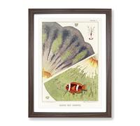 Great Barrier Reef Anemones Ii By W. Saville Kent Vintage Framed Wall Art Print, Ready to Hang Picture for Living Room Bedroom Home Office Décor, Walnut A3 (34 x 46 cm)