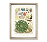Great Barrier Reef Corals By W. Saville Kent Vintage Framed Wall Art Print, Ready to Hang Picture for Living Room Bedroom Home Office Décor, Oak A3 (34 x 46 cm)