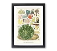Great Barrier Reef Corals By W. Saville Kent Vintage Framed Wall Art Print, Ready to Hang Picture for Living Room Bedroom Home Office Décor, Black A3 (34 x 46 cm)