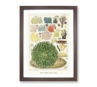 Great Barrier Reef Corals By W. Saville Kent Vintage Framed Wall Art Print, Ready to Hang Picture for Living Room Bedroom Home Office Décor, Walnut A3 (34 x 46 cm)