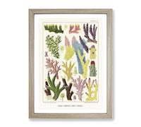 Great Barrier Reef Corals Ix By W. Saville Kent Vintage Framed Wall Art Print, Ready to Hang Picture for Living Room Bedroom Home Office Décor, Oak A3 (34 x 46 cm)