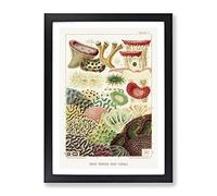 Great Barrier Reef Corals V By W. Saville Kent Vintage Framed Wall Art Print, Ready to Hang Picture for Living Room Bedroom Home Office Décor, Black A3 (34 x 46 cm)