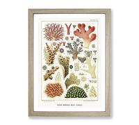 Great Barrier Reef Corals Vii By W. Saville Kent Vintage Framed Wall Art Print, Ready to Hang Picture for Living Room Bedroom Home Office Décor, Oak A3 (34 x 46 cm)