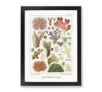 Great Barrier Reef Corals Vii By W. Saville Kent Vintage Framed Wall Art Print, Ready to Hang Picture for Living Room Bedroom Home Office Décor, Black A3 (34 x 46 cm)