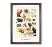 Great Barrier Reef Corals Viii By W. Saville Kent Vintage Framed Wall Art Print, Ready to Hang Picture for Living Room Bedroom Home Office Décor, Walnut A3 (34 x 46 cm)