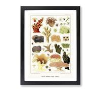 Great Barrier Reef Corals Viii By W. Saville Kent Vintage Framed Wall Art Print, Ready to Hang Picture for Living Room Bedroom Home Office Décor, Black A3 (34 x 46 cm)
