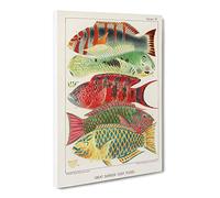 Great Barrier Reef Fishes By W. Saville Kent Canvas Print | Gallery Wrapped 30mm Frame Wall Art | 20x14 inches | Ready to Hang | Retro Picture | Living Room Bedroom Lounge Office