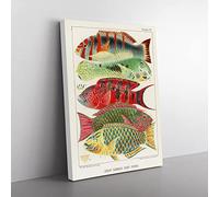 Great Barrier Reef Fishes By W. Saville Kent Vintage Canvas Wall Art Print Ready to Hang, Framed Picture for Living Room Bedroom Home Office Décor, 76x50 cm (30x20 Inch)