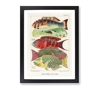 Great Barrier Reef Fishes By W. Saville Kent Vintage Framed Print | A4 Black Framed Wall Art | Ready to Hang | Classic Nature Picture | Living Room Bedroom Lounge Office