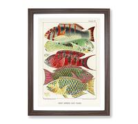 Great Barrier Reef Fishes By W. Saville Kent Vintage Framed Print | A4 Walnut Framed Wall Art | Ready to Hang | Classic Nature Picture | Living Room Bedroom Lounge Office