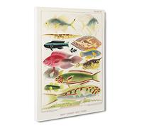 Great Barrier Reef Fishes Xvi By W. Saville Kent Vintage Canvas Wall Art Print Ready to Hang, Framed Picture for Living Room Bedroom Home Office Décor, 30x20 Inch (76x50 cm)