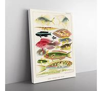 Great Barrier Reef Fishes Xvi By W. Saville Kent Vintage Canvas Wall Art Print Ready to Hang, Framed Picture for Living Room Bedroom Home Office Décor, 76x50 cm (30x20 Inch)
