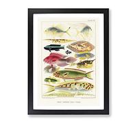 Great Barrier Reef Fishes Xvi By W. Saville Kent Vintage Framed Print | A3 Black Framed Wall Art | Ready to Hang | Classic Nature Picture | Living Room Bedroom Lounge Office