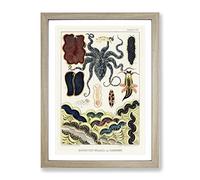 Great Barrier Reef Molluscs & Planarians By W. Saville Kent Vintage Framed Wall Art Print, Ready to Hang Picture for Living Room Bedroom Home Office Décor, Oak A3 (34 x 46 cm)