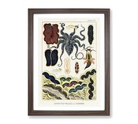 Great Barrier Reef Molluscs & Planarians By W. Saville Kent Vintage Framed Wall Art Print, Ready to Hang Picture for Living Room Bedroom Home Office Décor, Walnut A3 (34 x 46 cm)