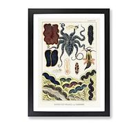 Great Barrier Reef Molluscs & Planarians By W. Saville Kent Vintage Framed Wall Art Print, Ready to Hang Picture for Living Room Bedroom Home Office Décor, Black A3 (34 x 46 cm)