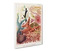 Great Barrier Reef Starfish By W. Saville Kent Canvas Print | Gallery Wrapped 30mm Frame Wall Art | 24x16 inches | Ready to Hang | Retro Animal Picture | Living Room Bedroom Lounge Office