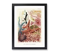 Great Barrier Reef Starfish By W. Saville Kent Vintage Framed Wall Art Print, Ready to Hang Picture for Living Room Bedroom Home Office Décor, Black A3 (34 x 46 cm)