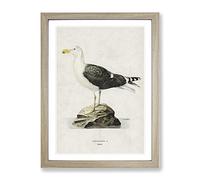 Great Black Backed Gull By Von Wright Vintage Framed Print | A2 Oak Framed Wall Art | Ready to Hang | Classic Animal Picture | Living Room Bedroom Lounge Office
