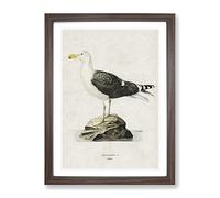 Great Black Backed Gull By Von Wright Vintage Framed Print | A4 Walnut Framed Wall Art | Ready to Hang | Classic Animal Picture | Living Room Bedroom Lounge Office
