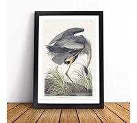 Great Blue Heron by John James Audubon | Framed Wall Art Print | Modern Home Decor Picture | Ready to Hang Artwork for Living Room, Bedroom, Kitchen or Office | Multiple Sizes