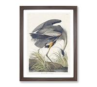 Great Blue Heron By John James Audubon Vintage Framed Print | A2 Walnut Framed Wall Art | Ready to Hang | Classic Animal Picture | Living Room Bedroom Lounge Office