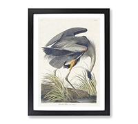 Great Blue Heron By John James Audubon Vintage Framed Print | A3 Black Framed Wall Art | Ready to Hang | Classic Animal Picture | Living Room Bedroom Lounge Office