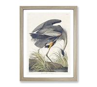 Great Blue Heron By John James Audubon Vintage Framed Wall Art Print, Ready to Hang Picture for Living Room Bedroom Home Office Décor, Oak A3 (34 x 46 cm)