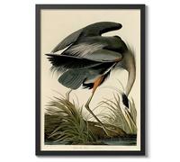 Great Blue Heron Poster John James Audubon Vintage Bird Illustration Antique Print Ornithology Art, Archival Matte, A1 (Black Frame) - 84.1x59.4cm