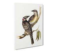 Great Bowerbird Birds By Elizabeth Gould Canvas Print | Gallery Wrapped 30mm Frame Wall Art | 24x16 inches | Ready to Hang | Retro Bird Picture | Living Room Bedroom Lounge Office