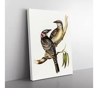 Great Bowerbird Birds By Elizabeth Gould Vintage Canvas Wall Art Print Ready to Hang, Framed Picture for Living Room Bedroom Home Office Décor, 60x40 cm (24x16 Inch)